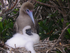 red-footed boobies